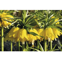 Řebčík královský FloraSelf 'Imperialis Lutea' 20/22 1 ks
