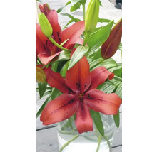 Lilie FloraSelf 'Asiatic Red' 3 ks