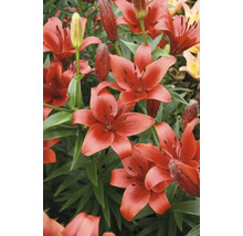 Lilie FloraSelf 'Asiatic Red' 3 ks