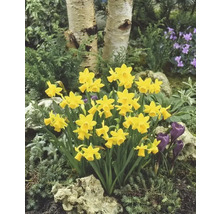 Narcisy botanické FloraSelf 'Tete a Tete' 10/11 20 ks
