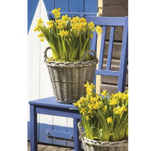 Narcisy botanické FloraSelf 'Tete a Tete' 10/11 20 ks
