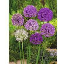 Okrasný česnek FloraSelf 'Allium Deco mix' 20 ks