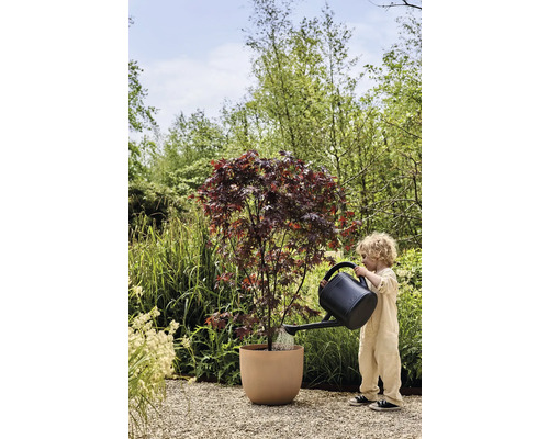 Dítě zalévá javor v květináči na zahradě konví.