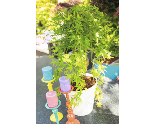 Javor japonský v květináči s svícny venku