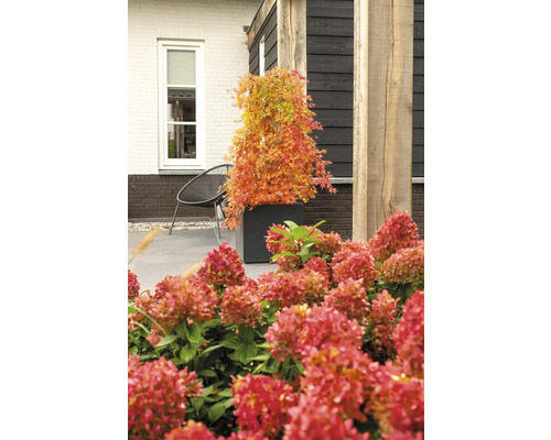 Zahradní scéna s japonským javorom v květináči a hortenziemi v popředí