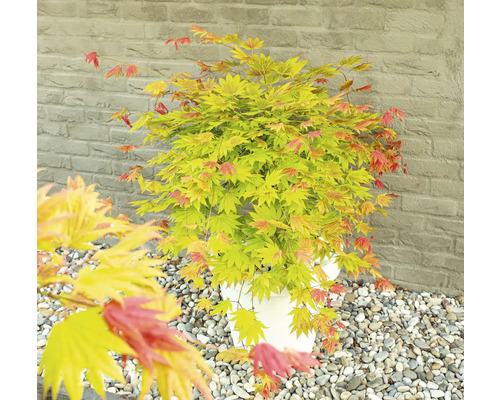 Javor japonský v květináči se žlutočervenými listy před kamennou zdí.