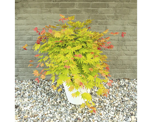 Javor japonský v květináči před cihlovou zdí