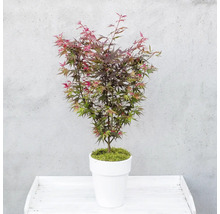 Rostliny na kmínku mix FloraSelf květináč Ø 19 cm 1 ks, různé druhy