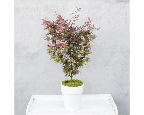 Javor japonský v bílém květináči