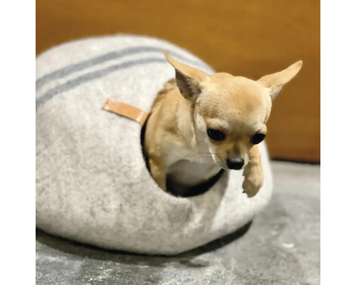 Čivava v kulaté, pruhované psí posteli