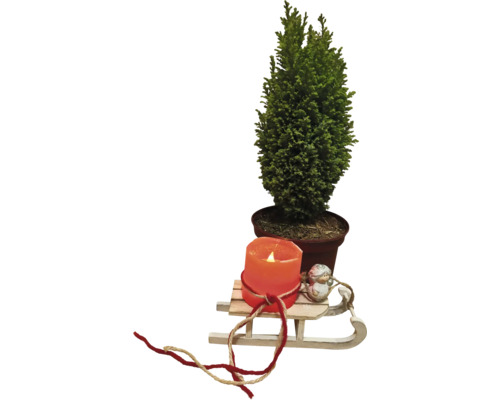 Dekorace s cypřišem v květináči, svíčkou a dřevěnými saněmi