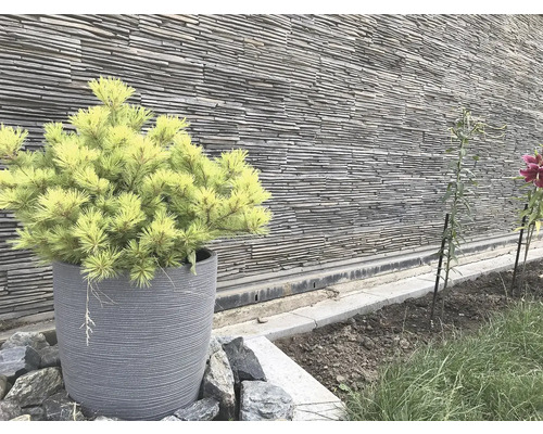 Žlutá zakrslá borovice v šedém květináči před kamennou zdí