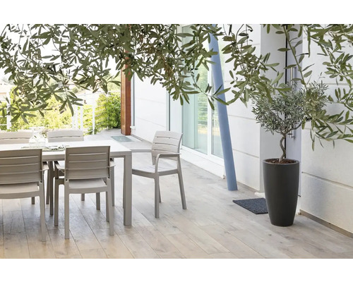 Terasa se zahradním stolem, židlemi a olivovníkem v květináči