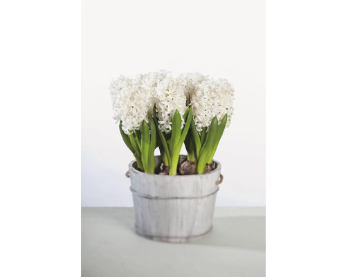 Bílé hyacinty v květináči
