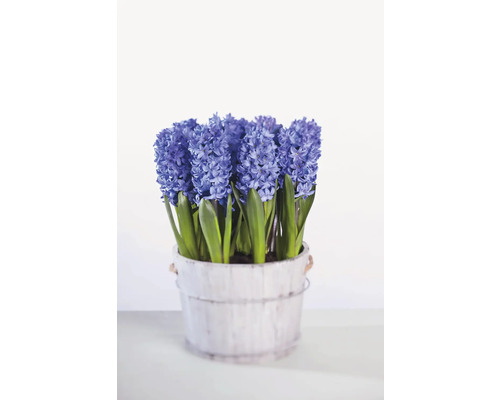 Modré hyacinty v květináči