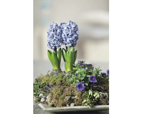 Aranžmá s hyacinty a maceškami v misce