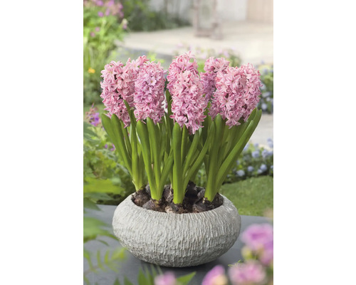 Hyacinty v květináči na zahradní ploše