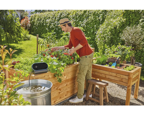Muž sklízí rajčata z vyvýšeného záhonu se zavlažovacím systémem na zahradě.