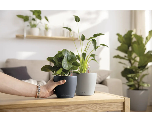 Dvě pokojové rostliny v květináčích se zavlažovacím systémem na stole