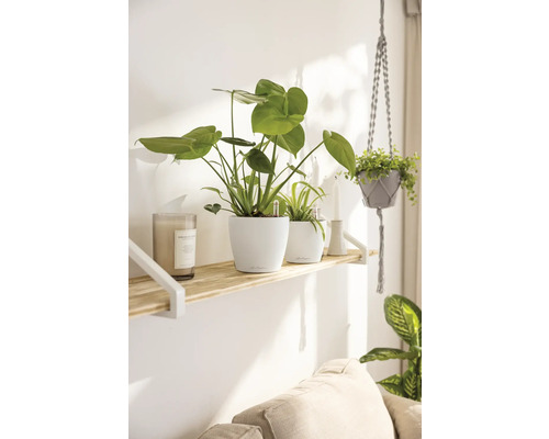 Obývací pokoj s nástěnnou policí, pokojovými rostlinami v květináčích a závěsnou rostlinou