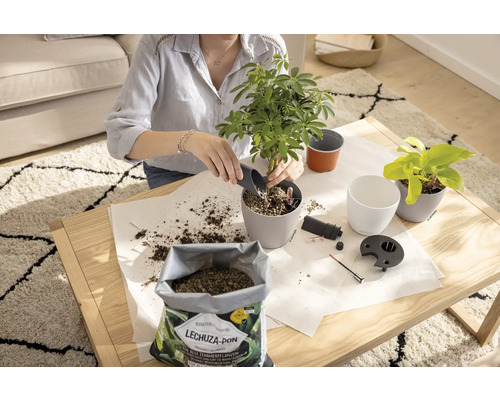 Žena přesazuje pokojovou rostlinu s hlínou a květináčem na stole