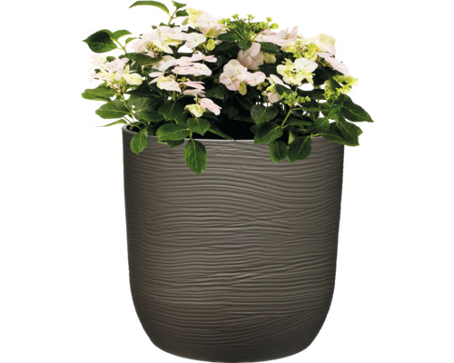 Hortenzie se světlými květy v květináči