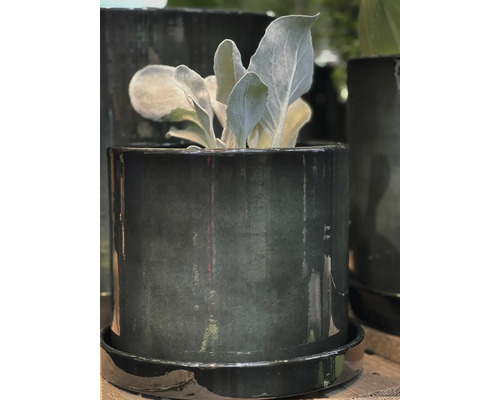 Rostlina v lesklém keramickém květináči s podšálkem