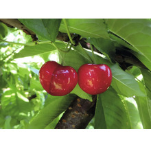 Dvě třešně na stromě