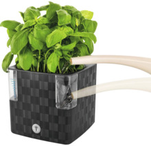 Čtvercový květináč s rostlinou bazalky a konví