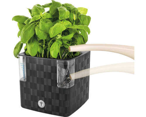 Čtvercový květináč s rostlinou bazalky a konví