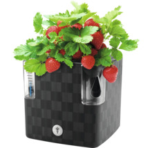 Jahody a zelené rostliny v černém květináči