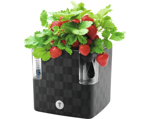 Jahody a zelené rostliny v černém květináči