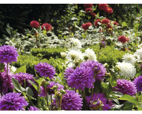 Detailní záběr fialových, červených a bílých jiřin v zahradě.