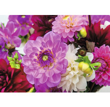 Detailní záběr květů jiřin v různých odstínech