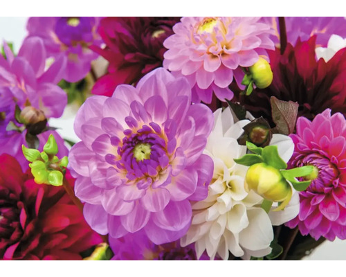 Detailní záběr květů jiřin v různých odstínech