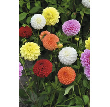 Různobarevné květy jiřin se zelenými listy