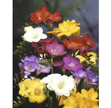 Kytice frézií s květy různých barev