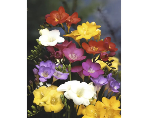 Kytice frézií s květy různých barev