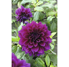 Detailní záběr tmavě fialové jiřiny na zahradě.