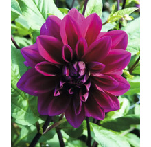 Detailní záběr jednotlivého tmavě červeného květu jiřiny