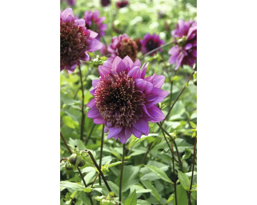 Detail fialové jiřiny na zahradě.