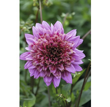 Detail fialové jiřiny na zahradě