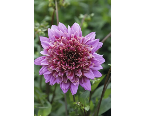 Detail fialové jiřiny na zahradě