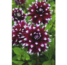 Detailní pohled na květy jiřin v zahradě