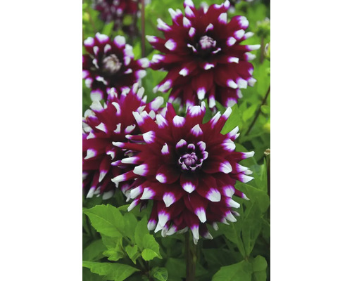 Detailní pohled na květy jiřin v zahradě