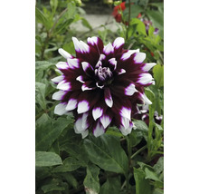 Detailní záběr na jiřinku s dvoubarevnými okvětními lístky v zahradě