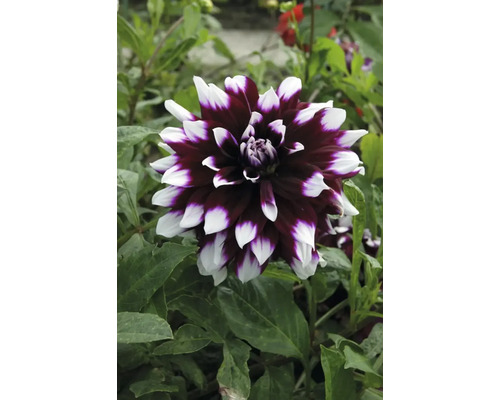 Detailní záběr na jiřinku s dvoubarevnými okvětními lístky v zahradě