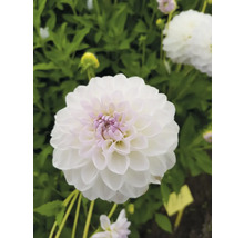 Detail bílé jiřiny na zahradě