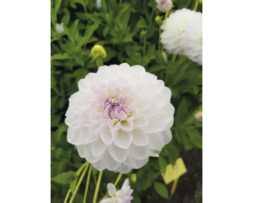 Detail bílé jiřiny na zahradě