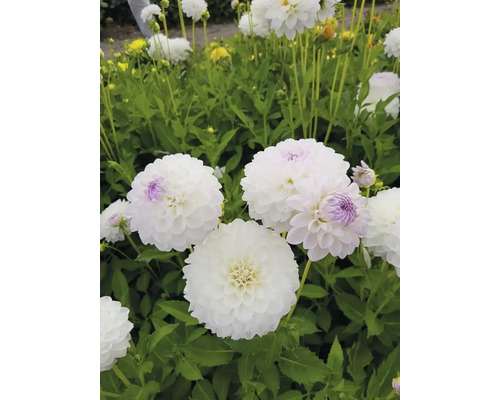 Detail bílých jiřin na zahradě.